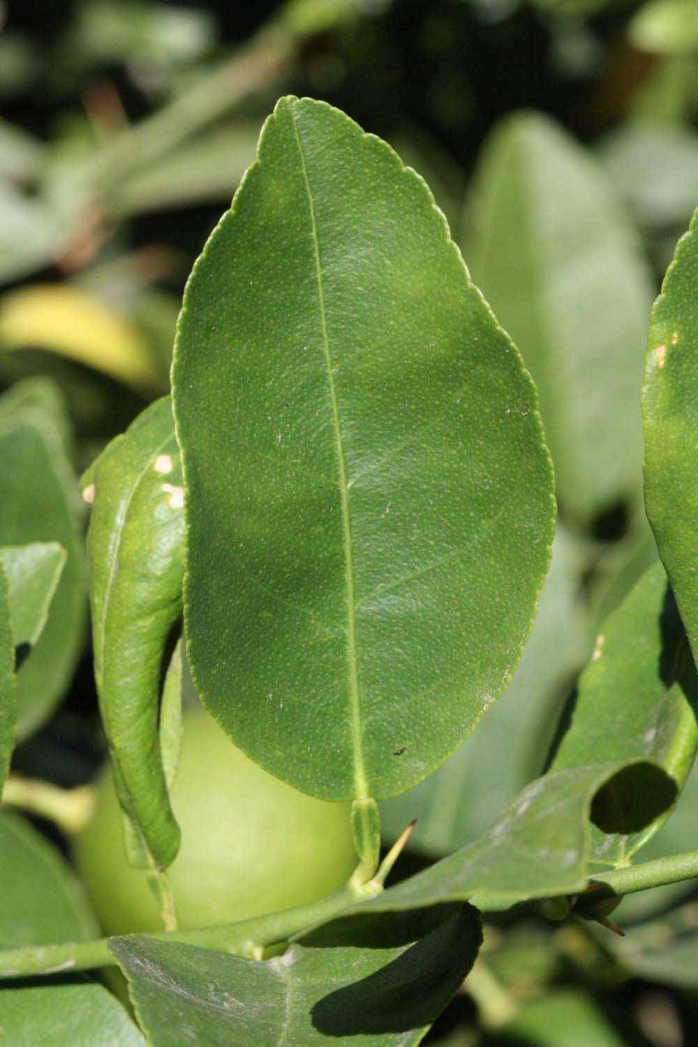            Unifoliolate leaf (Riverside, CA)   